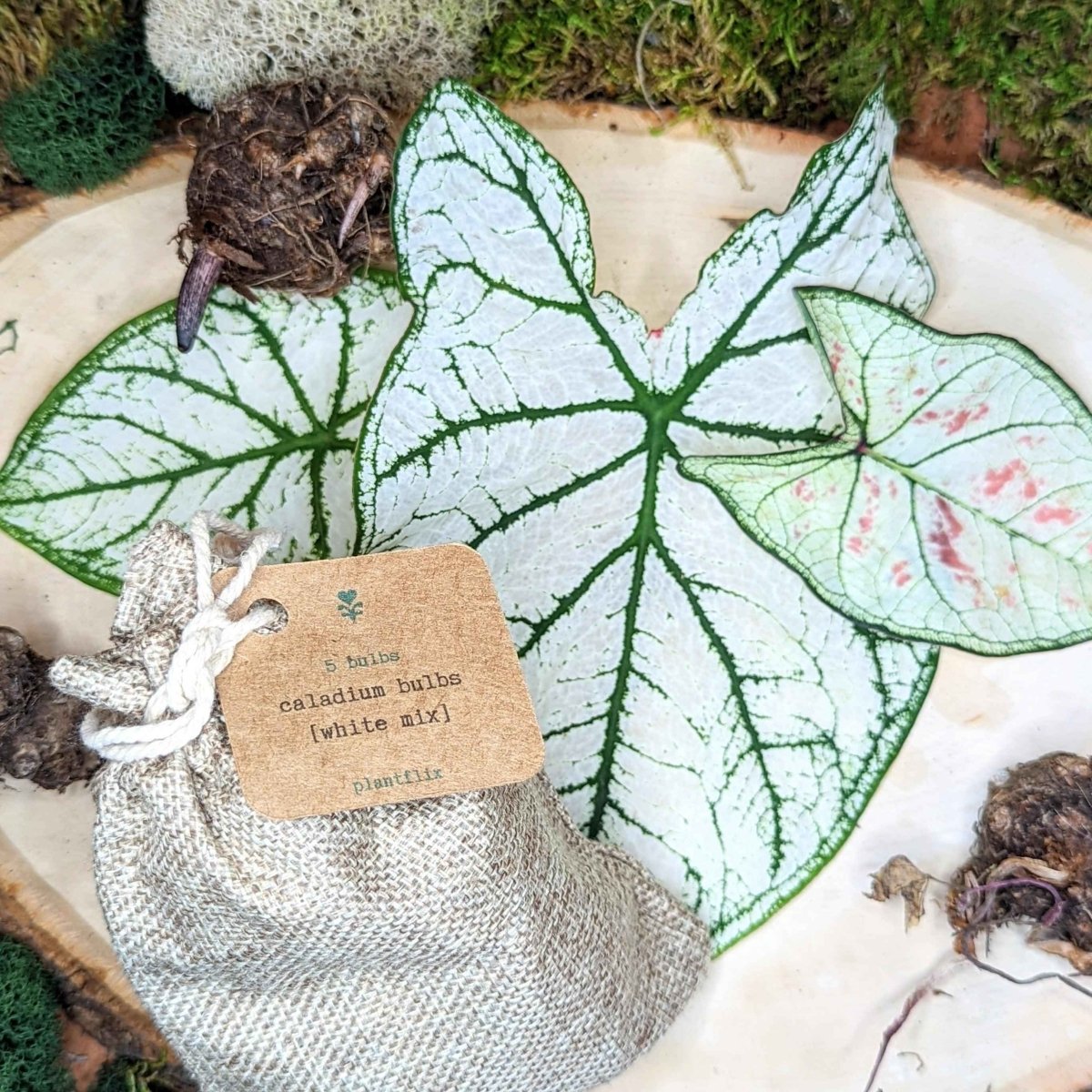Caladium Mix Bulbs Plantflix