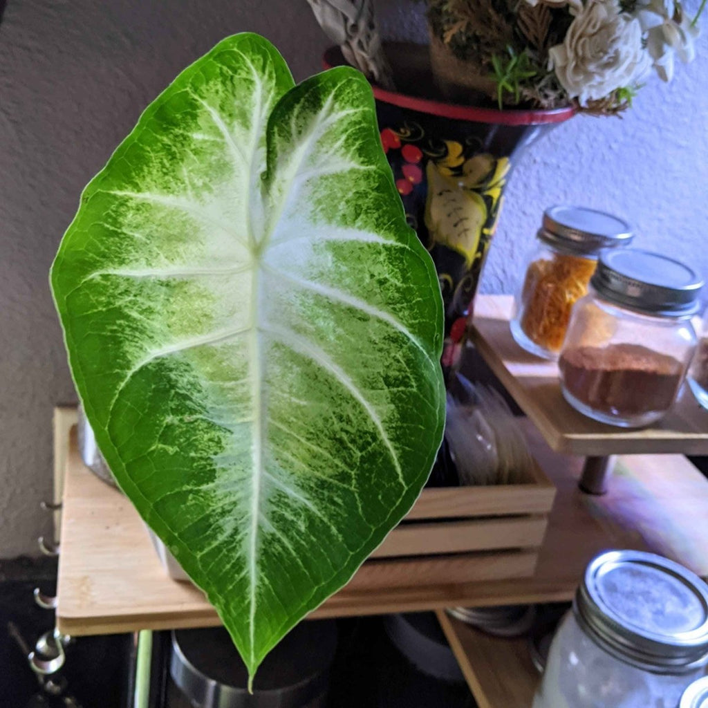 Caladium Mix Bulbs Plantflix