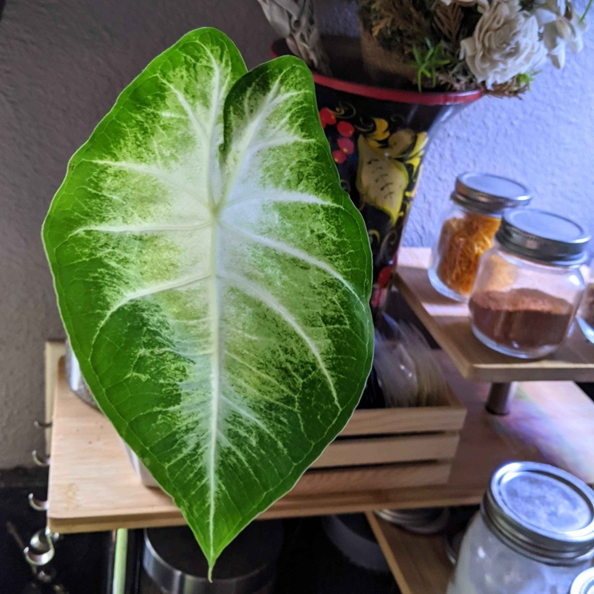 Caladium Mix Bulbs Plantflix