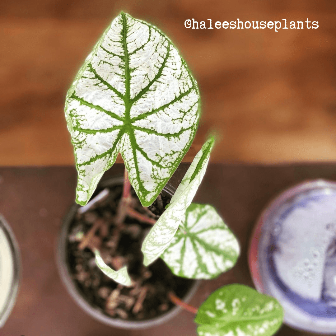 Caladium Mix Bulbs Plantflix