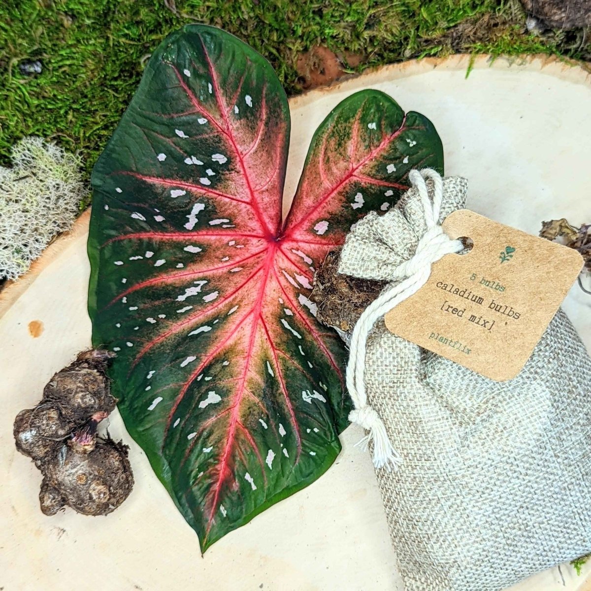 Caladium Mix Bulbs Plantflix