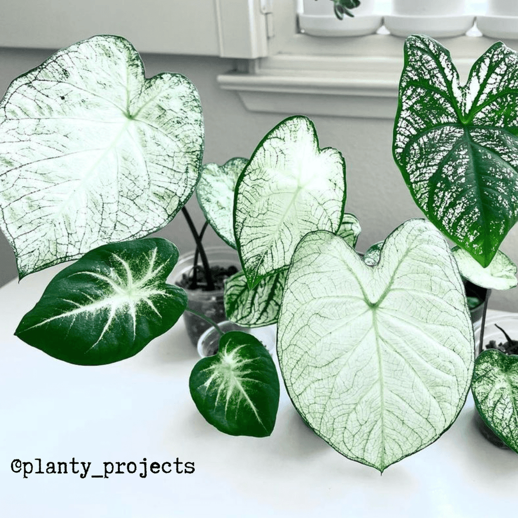 Caladium Mix Bulbs Plantflix