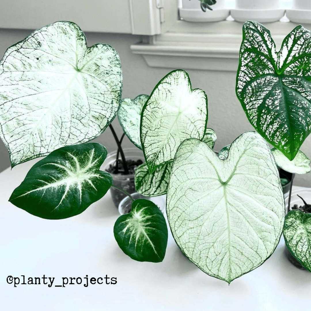 Caladium Mix Bulbs Plantflix