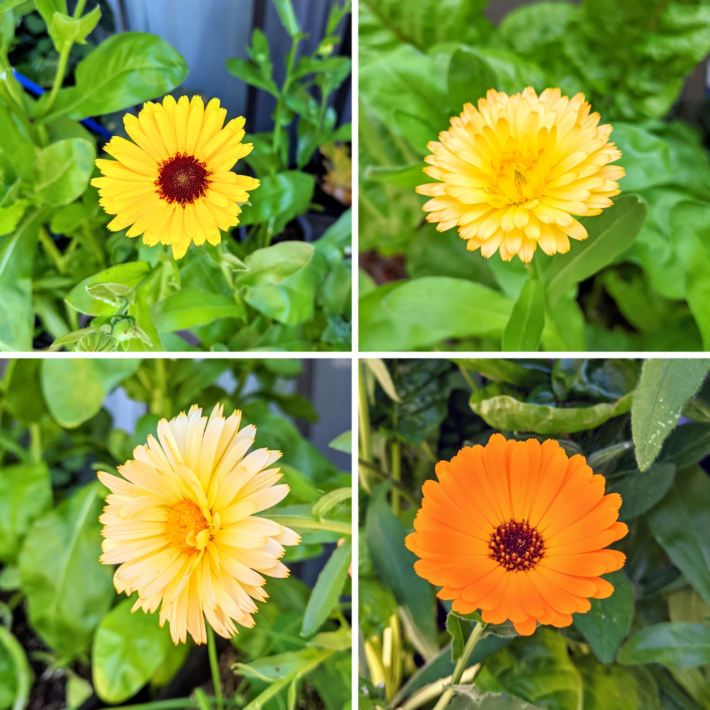 Calendula Seeds Plantflix