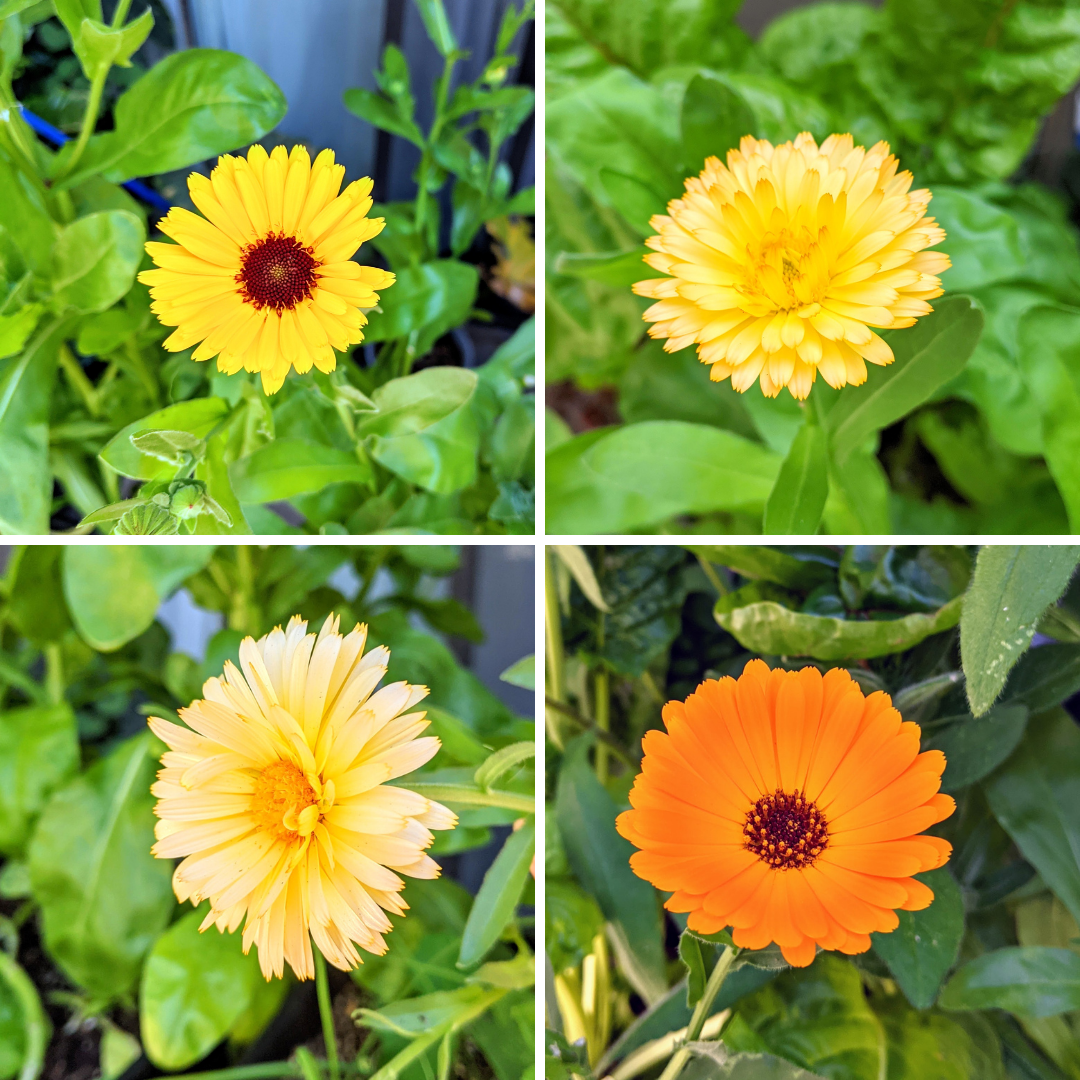 Calendula Seeds Plantflix