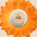 Calendula Seeds Plantflix
