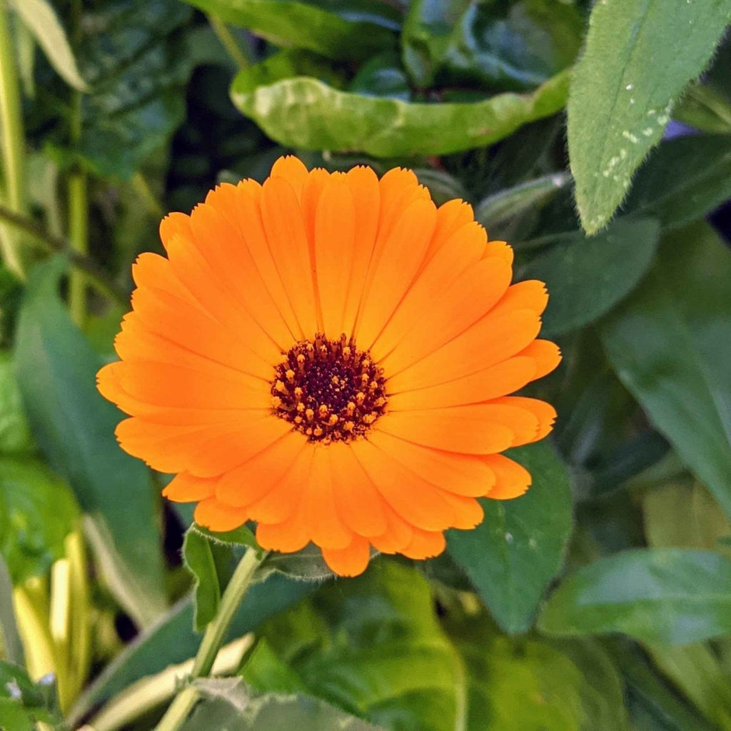 Calendula Seeds Plantflix