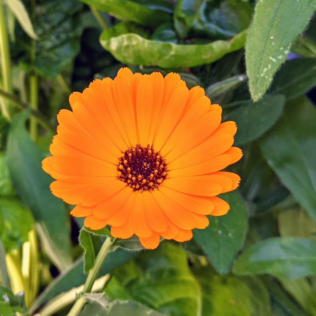 Calendula Seeds Plantflix
