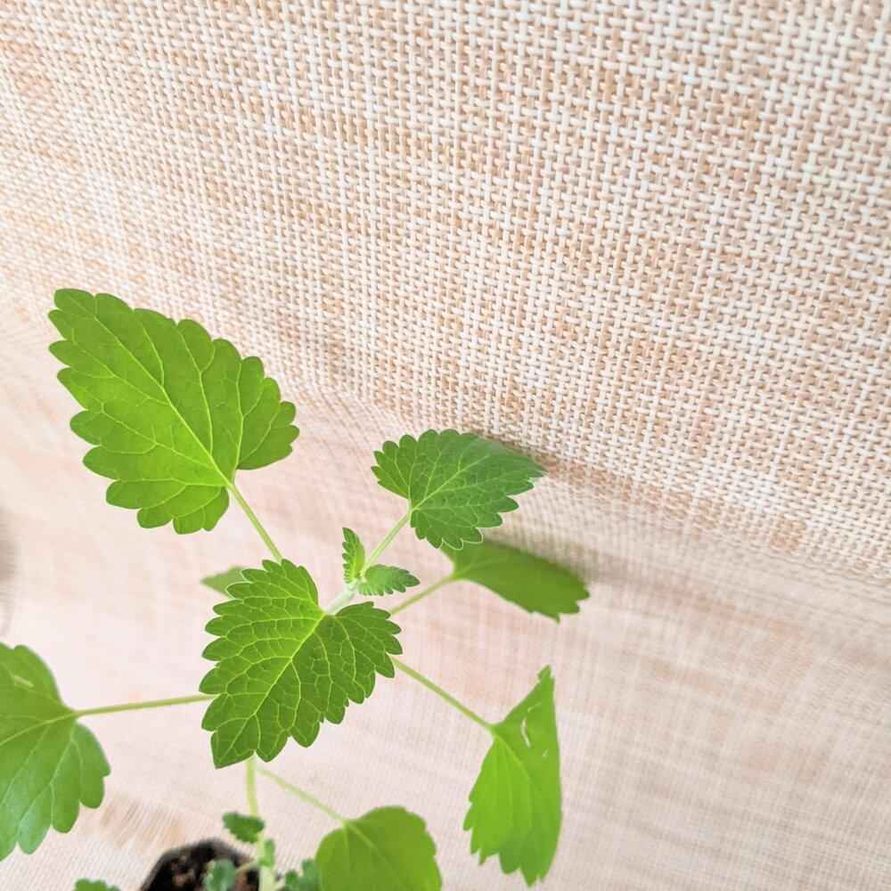 Catnip Seeds Plantflix