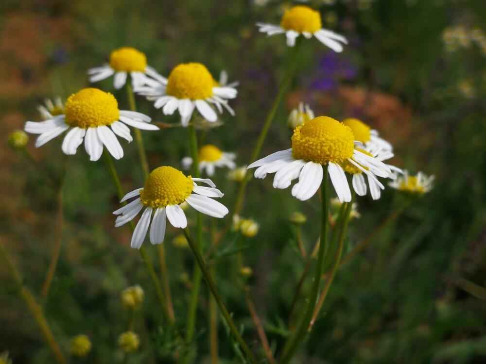 Chamomile Seeds Plantflix