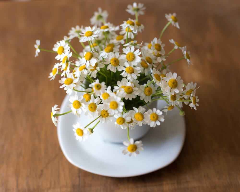 Chamomile Seeds Plantflix