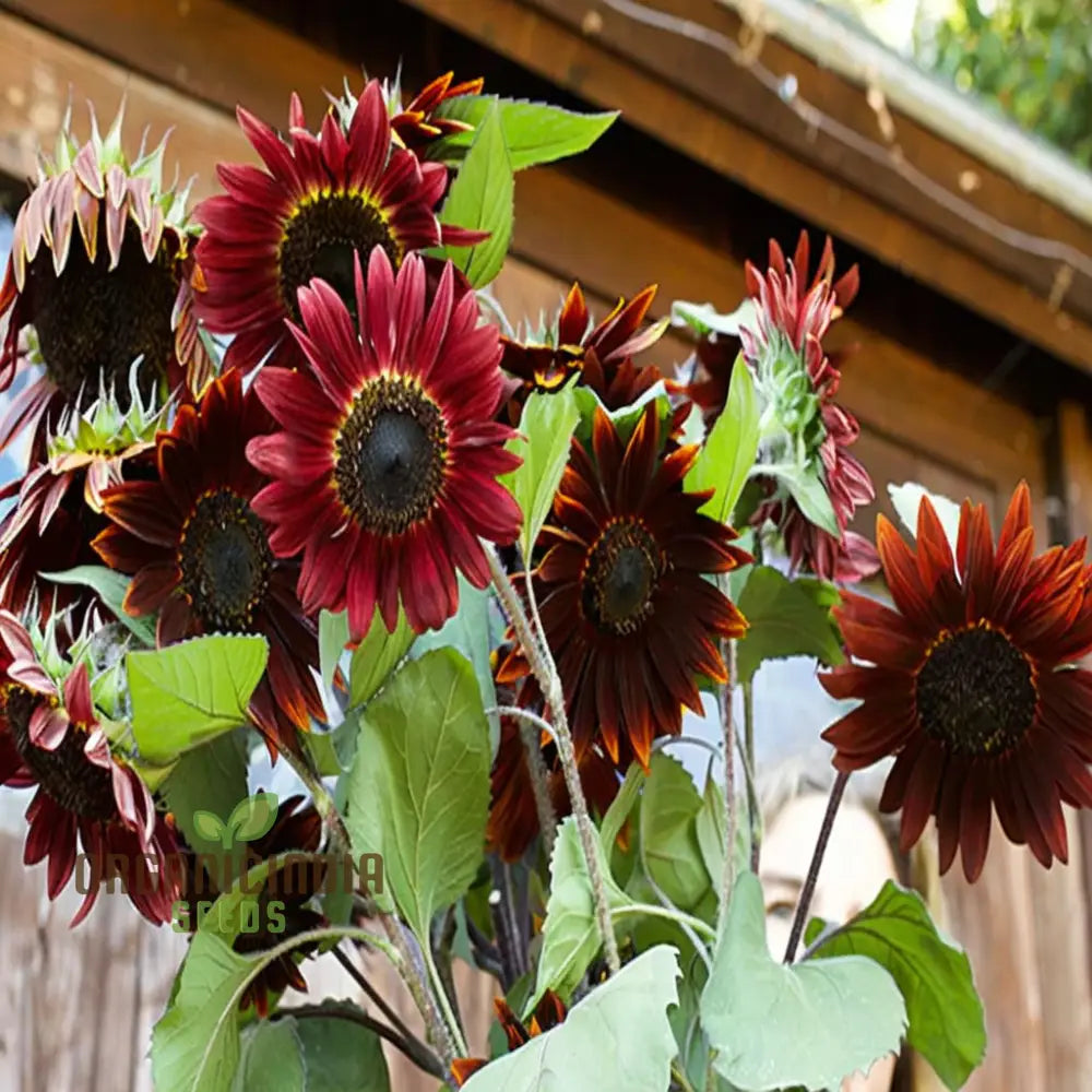 Cherry Chocolate Sunflower Seeds – Vibrant Garden Blooms organicindiaseeds