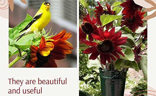 Cherry Chocolate Sunflower Seeds – Vibrant Garden Blooms organicindiaseeds