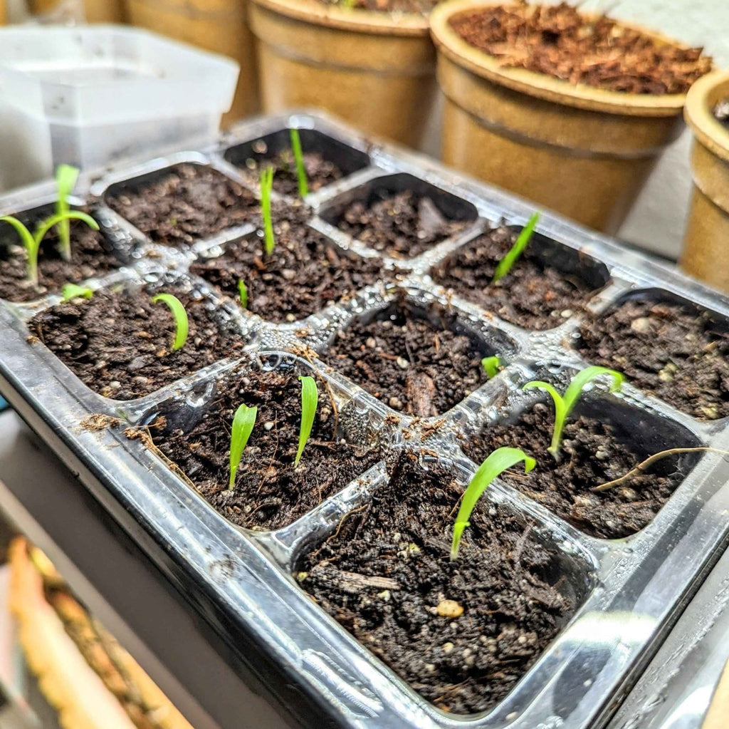 Chlorophytum Amaniense 'Fire Flash' Seeds Plantflix