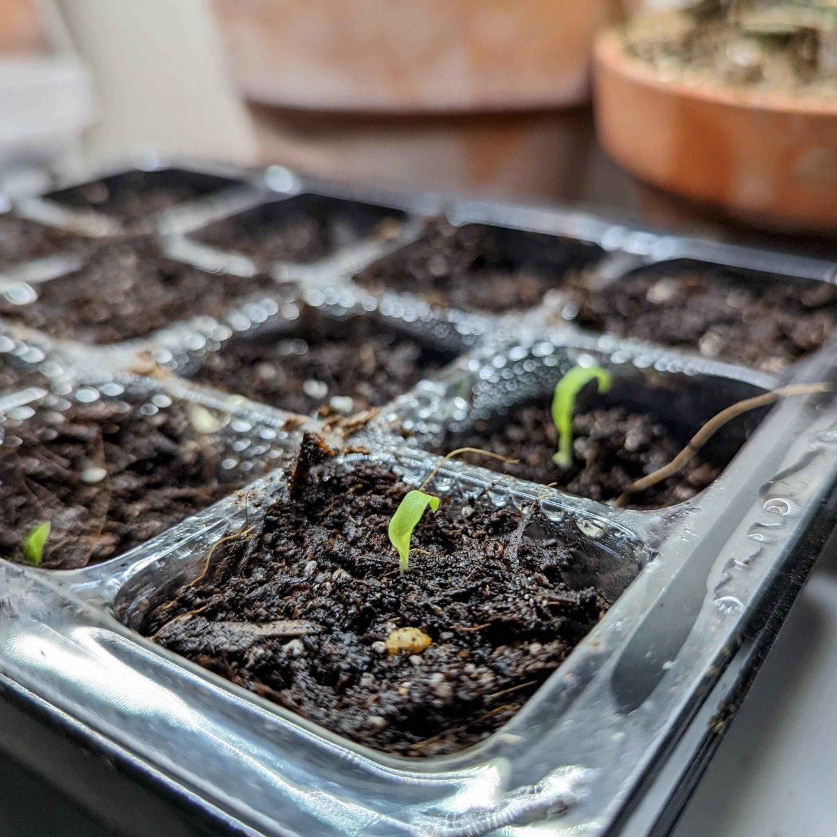 Chlorophytum Amaniense 'Fire Flash' Seeds Plantflix