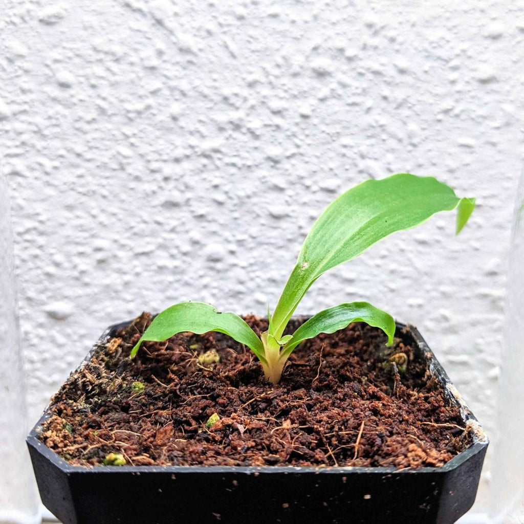 Chlorophytum Amaniense 'Fire Flash' Seeds Plantflix