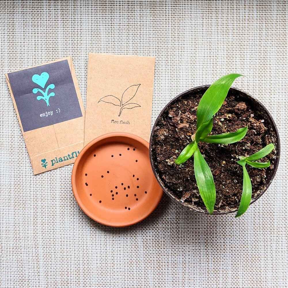 Chlorophytum Amaniense 'Fire Flash' Seeds Plantflix