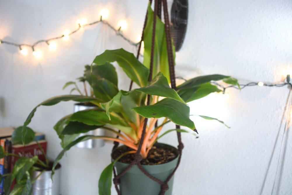 Chlorophytum Amaniense 'Fire Flash' Seeds Plantflix