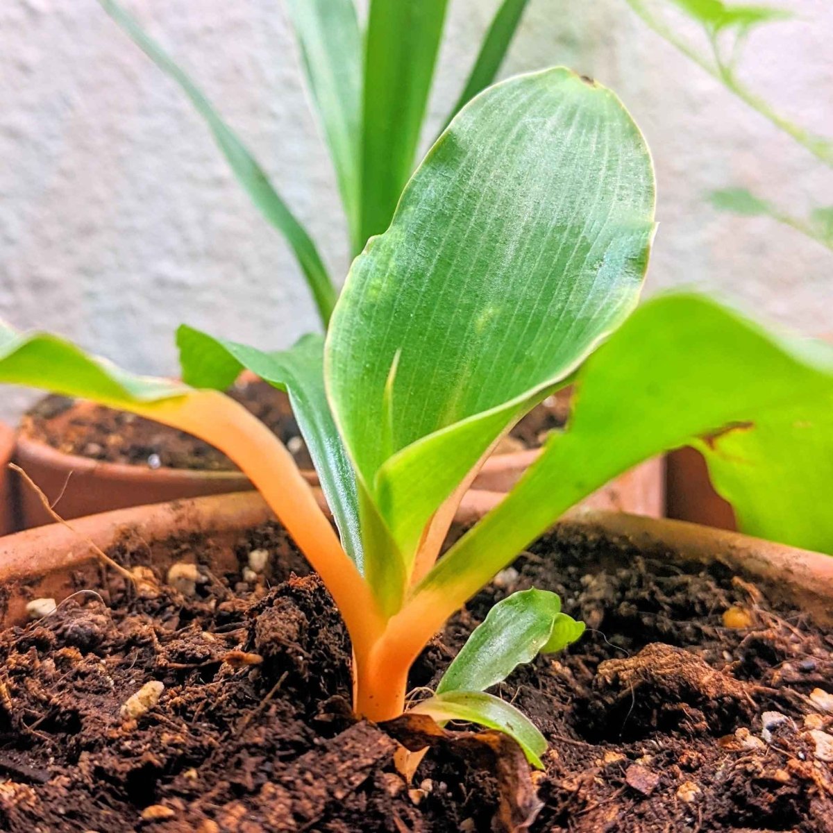 Chlorophytum Amaniense 'Fire Flash' Seeds Plantflix