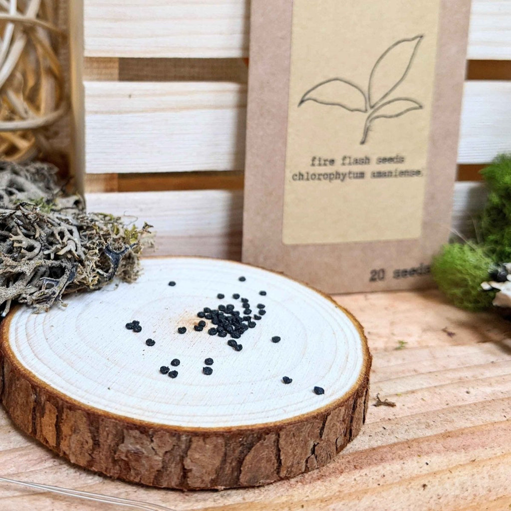 Chlorophytum Amaniense 'Fire Flash' Seeds Plantflix
