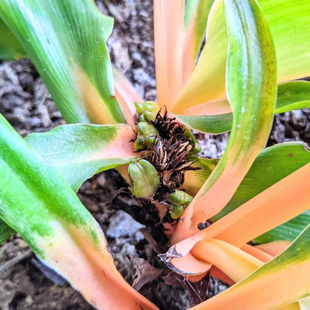 Chlorophytum Amaniense 'Fire Flash' Seeds Plantflix