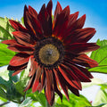 Chocolate Cherry Sunflower Seeds – Rich Burgundy Blooms for Gardens & Bouquets organicindiaseeds