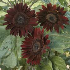 Chocolate Cherry Sunflower Seeds – Rich Burgundy Garden Blooms organicindiaseeds