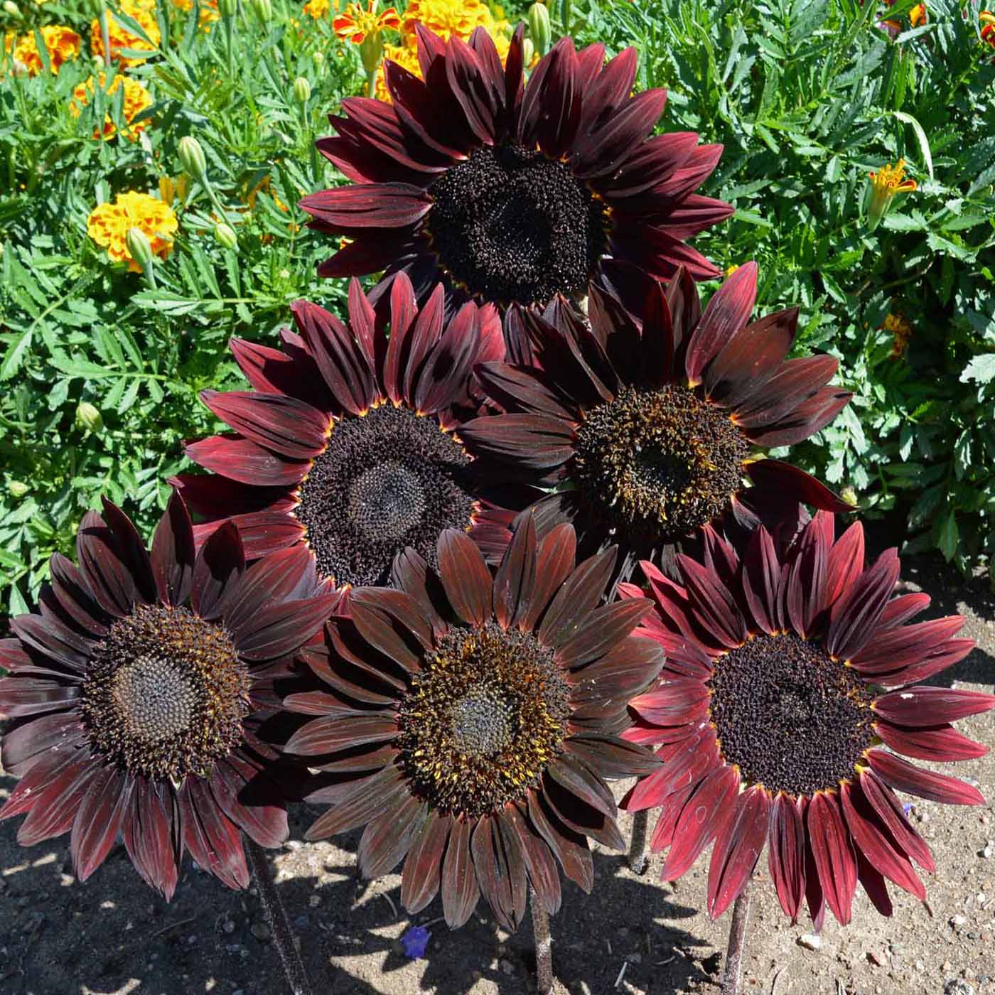Chocolate Brown Sunflower Seeds – Deep, Velvety Blooms for Unique Gardens organicindiaseeds
