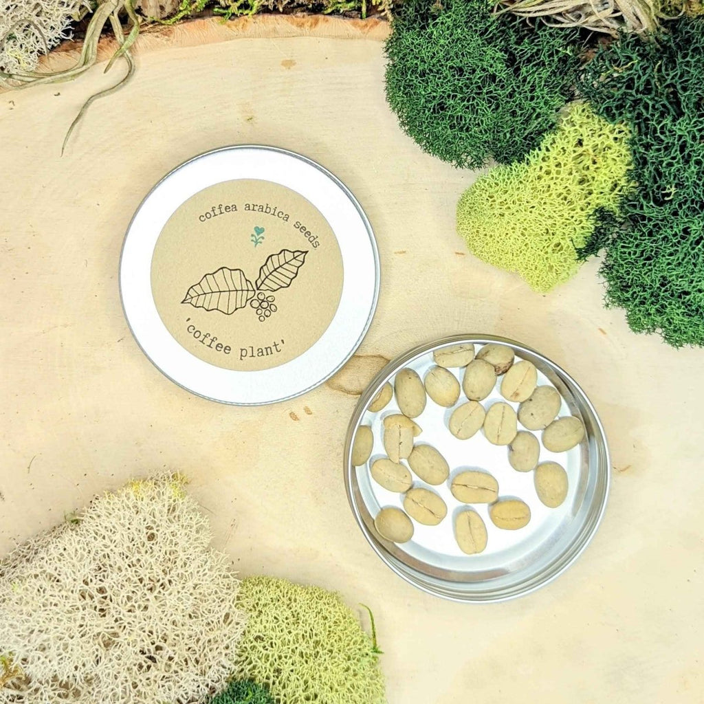 Coffea 'Coffee Plant' Seeds Plantflix