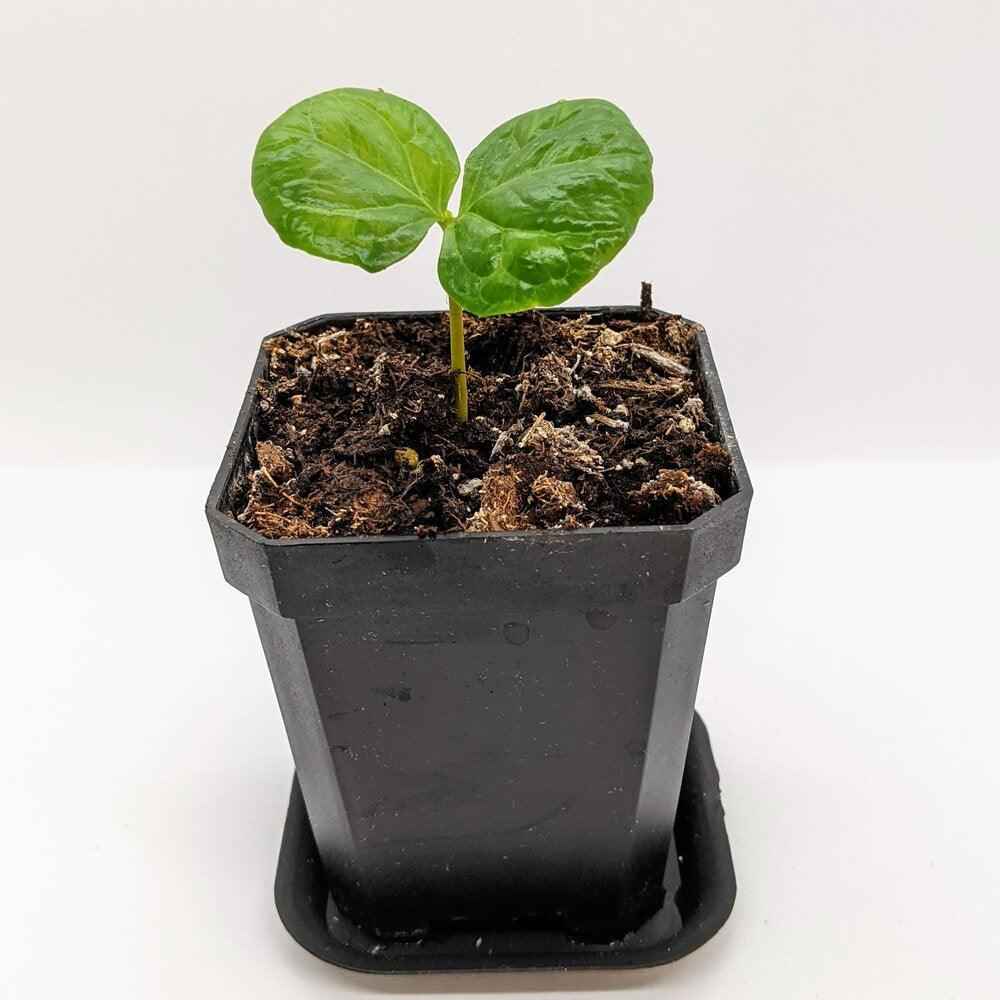 Coffea 'Coffee Plant' Seeds Plantflix
