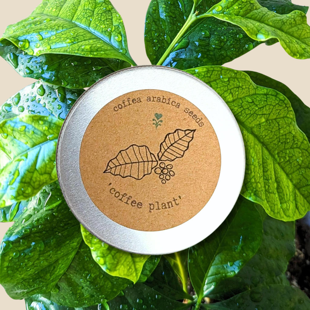 Coffea 'Coffee Plant' Seeds Plantflix