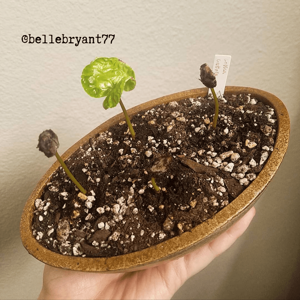 Coffea 'Coffee Plant' Seeds Plantflix