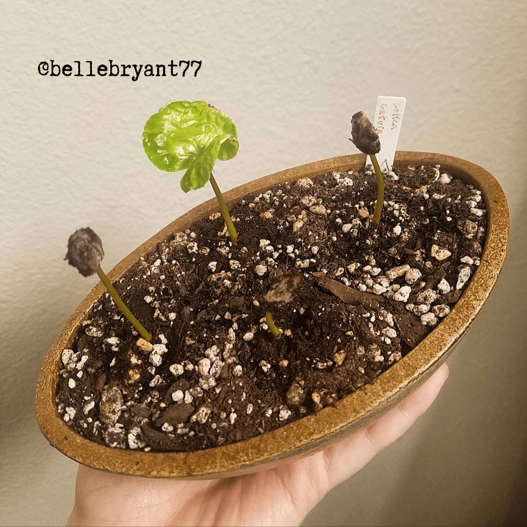 Coffea 'Coffee Plant' Seeds Plantflix