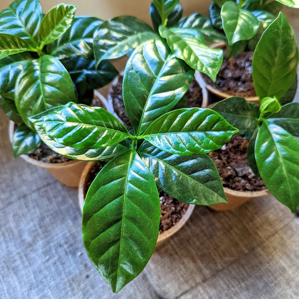 Coffea 'Coffee Plant' Seeds Plantflix