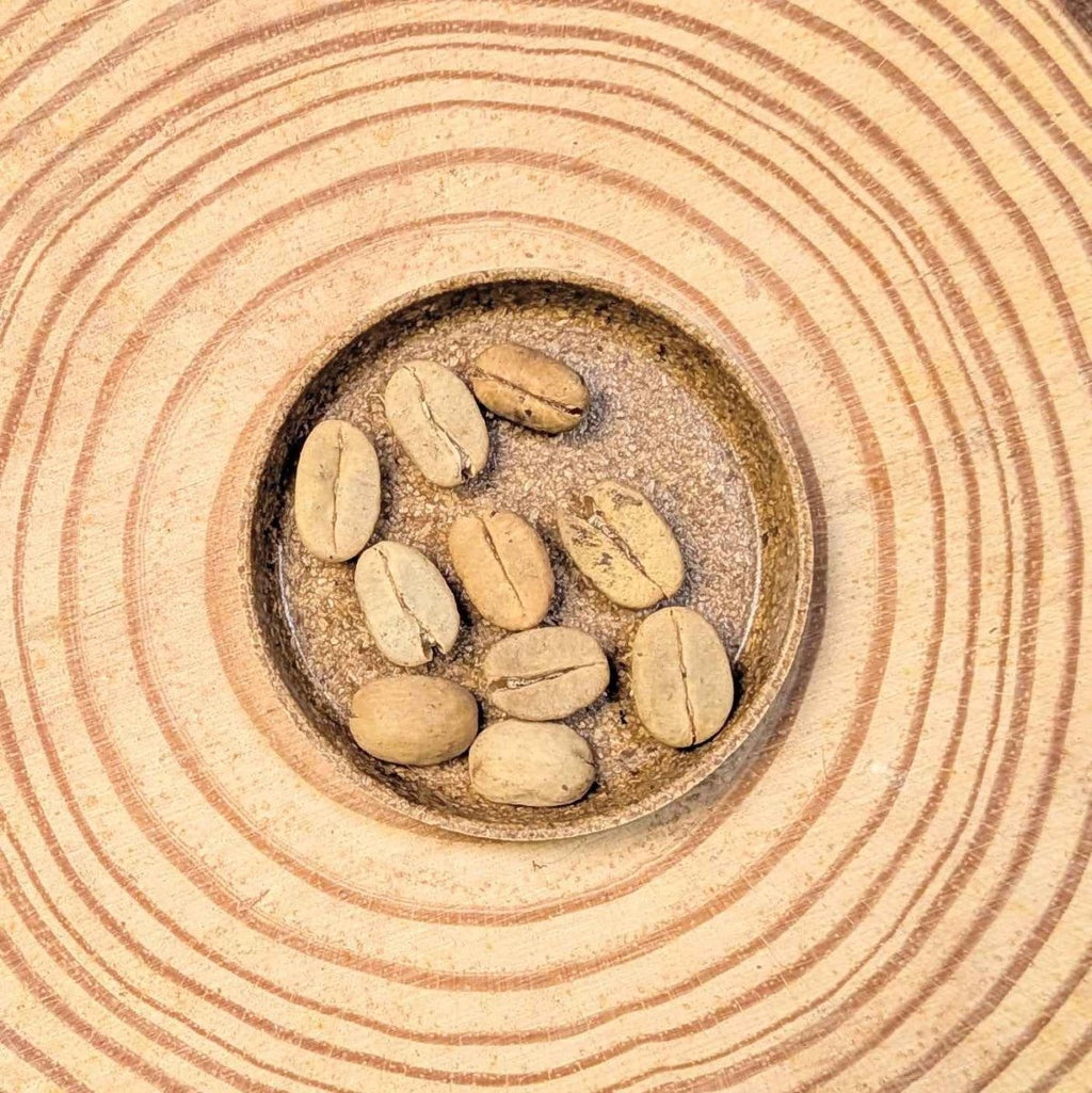 Coffea 'Coffee Plant' Seeds Plantflix