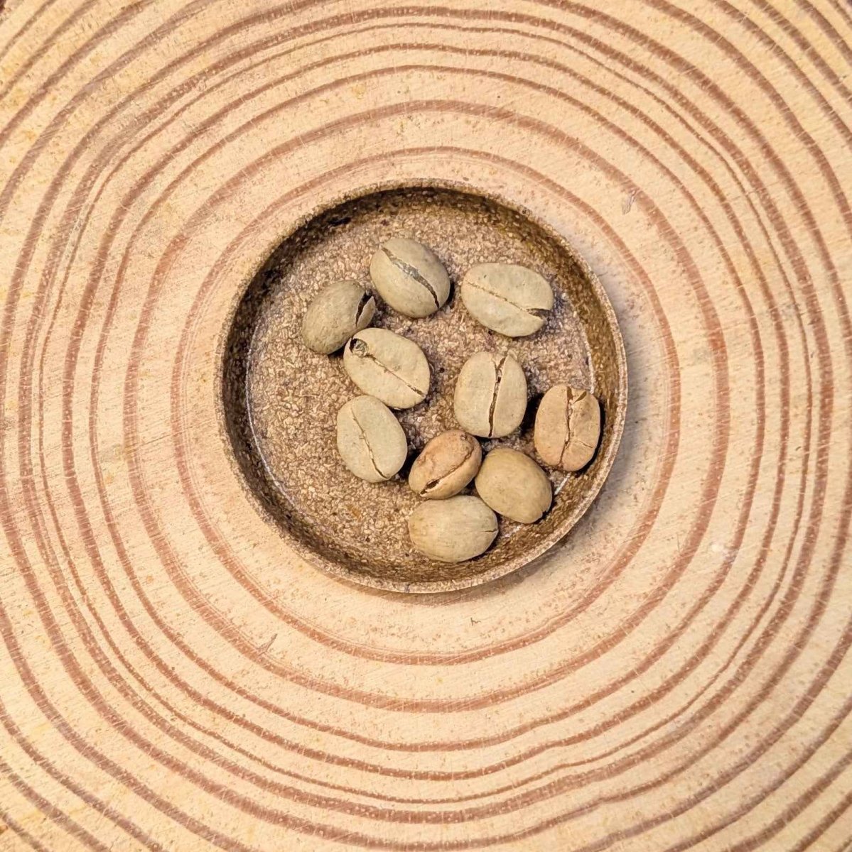 Coffea 'Coffee Plant' Seeds Plantflix