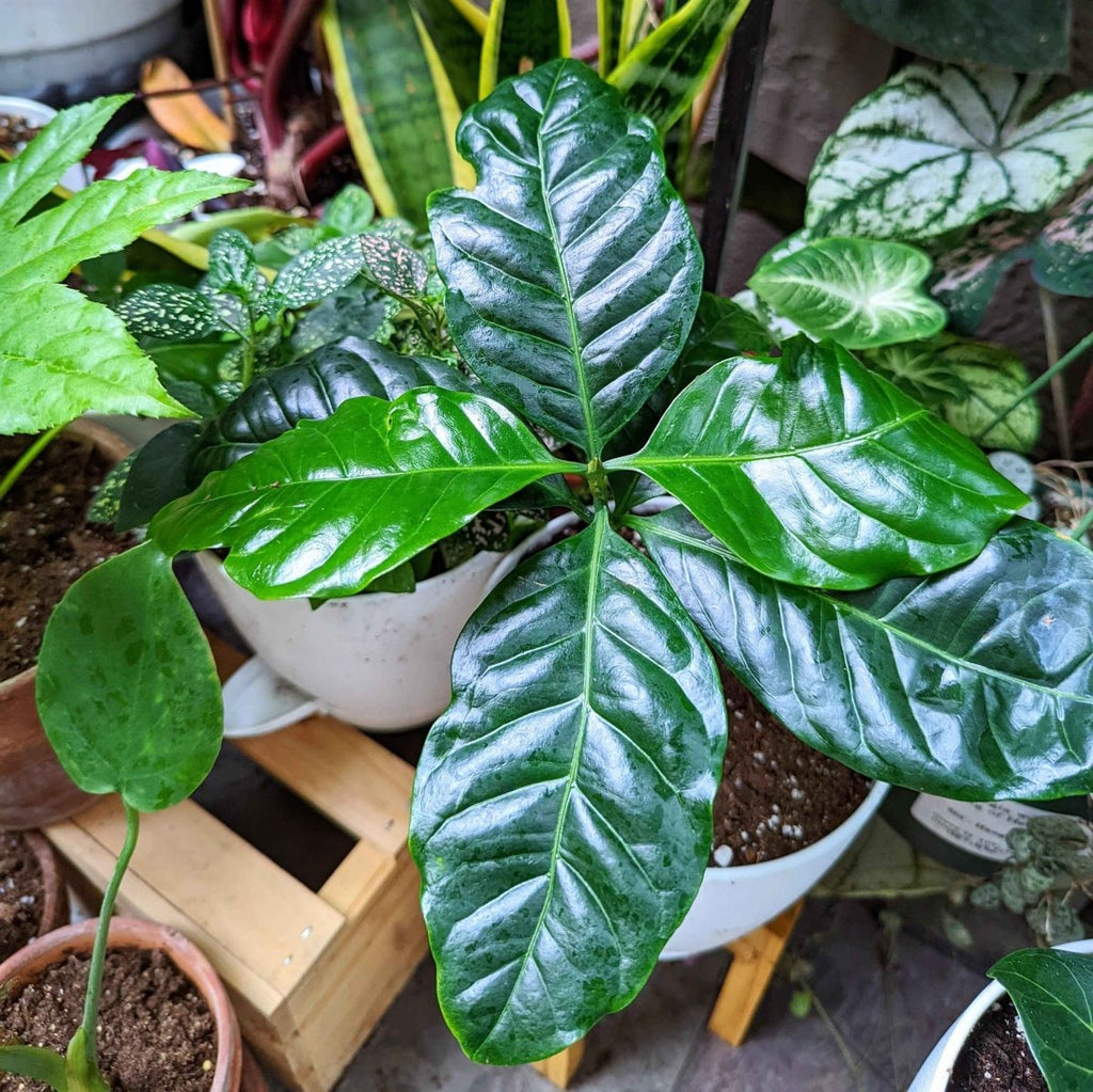 Coffea 'Coffee Plant' Seeds Plantflix