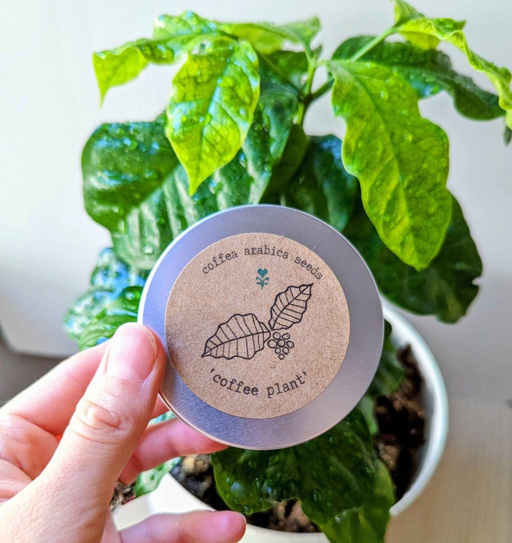 Coffea 'Coffee Plant' Seeds Plantflix