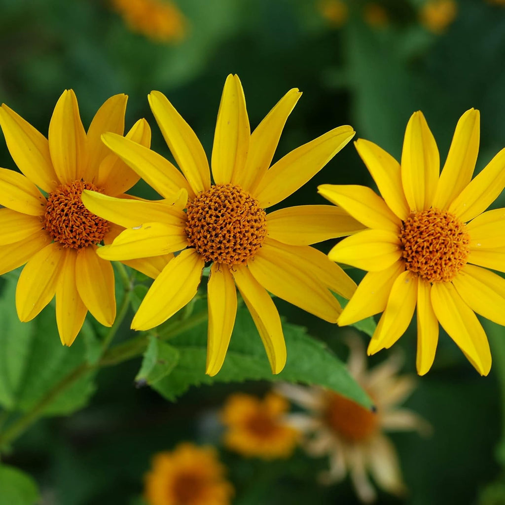 False Sunflower Seeds (Heliopsis Helianthoides) - Hardy Perennial, Heat & Drought Tolerant Blooms organicindiaseeds