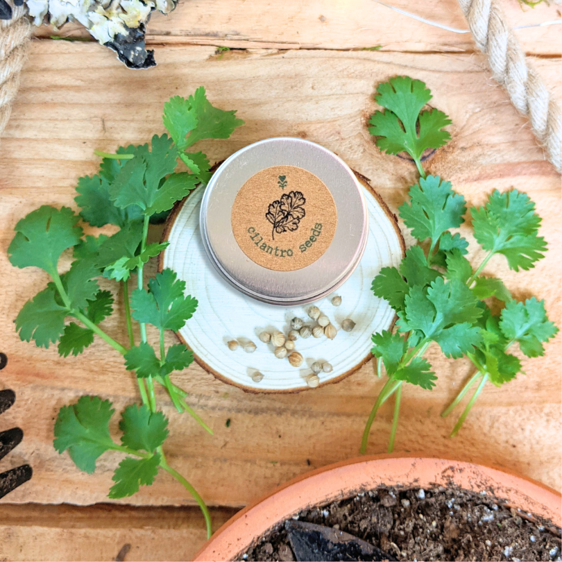 Organic Cilantro Seeds Plantflix