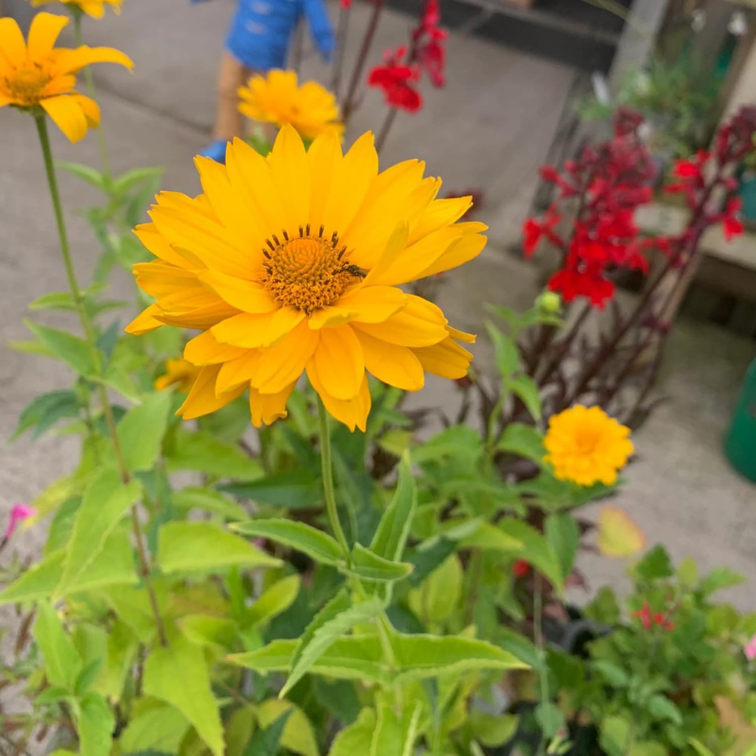False Sunflower Seeds (Heliopsis Helianthoides) - Hardy Perennial, Heat & Drought Tolerant Blooms organicindiaseeds
