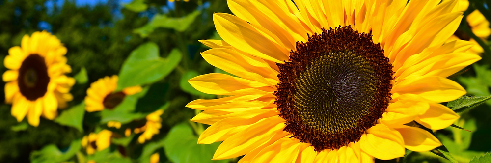 Sunflower Seeds – Tall Growing Variety for Vibrant Garden Blooms organicindiaseeds