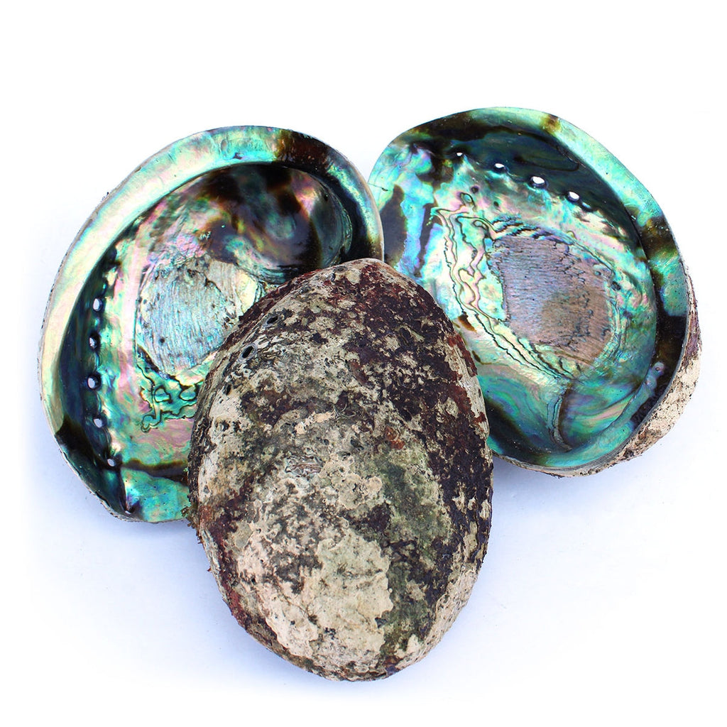 Abalone Shell | Iridescent Curious Muse Crystals