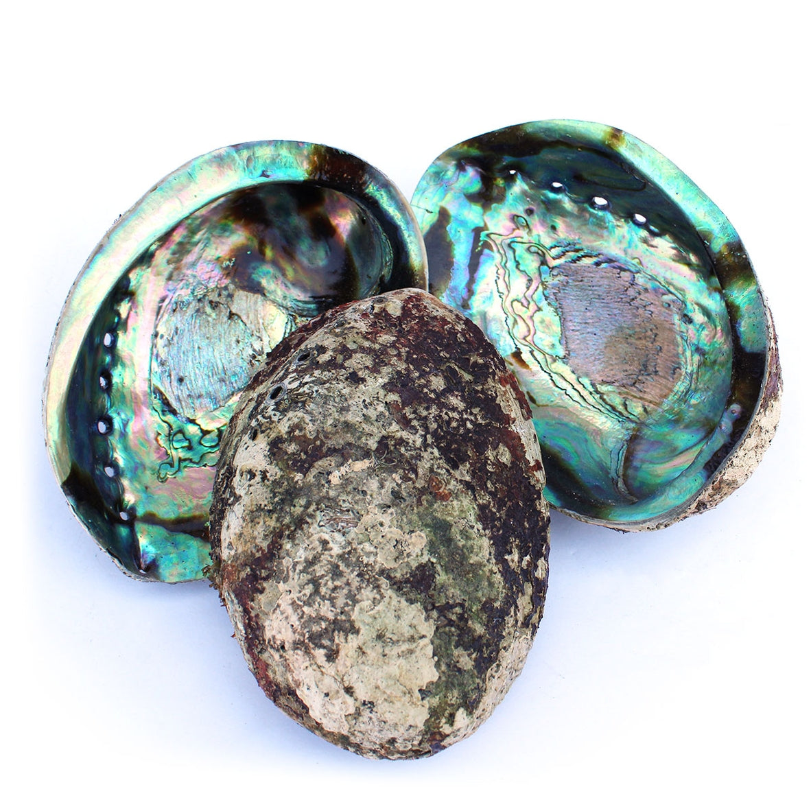 Abalone Shell | Iridescent Curious Muse Crystals