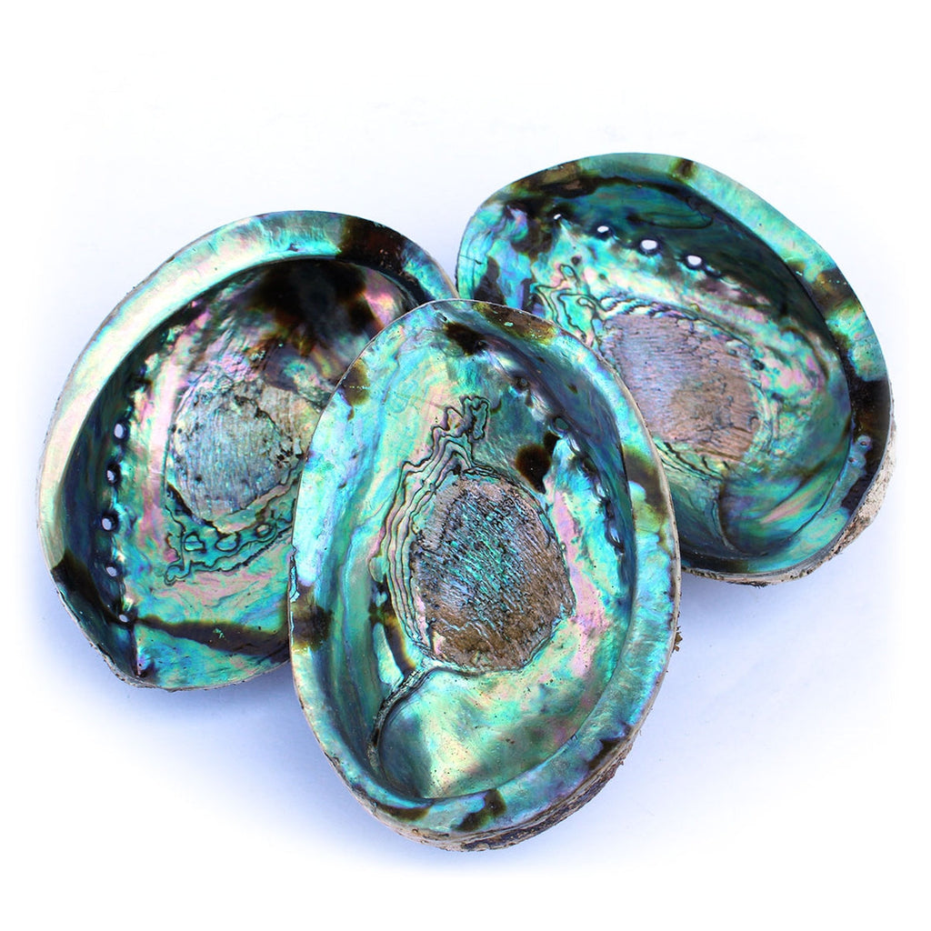 Abalone Shell | Iridescent Curious Muse Crystals