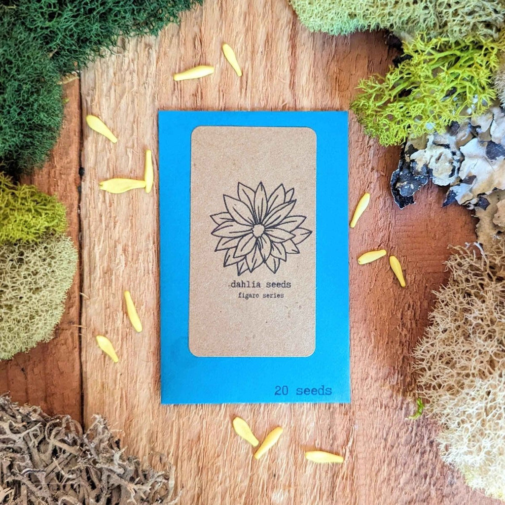 Dahlia Seeds Plantflix