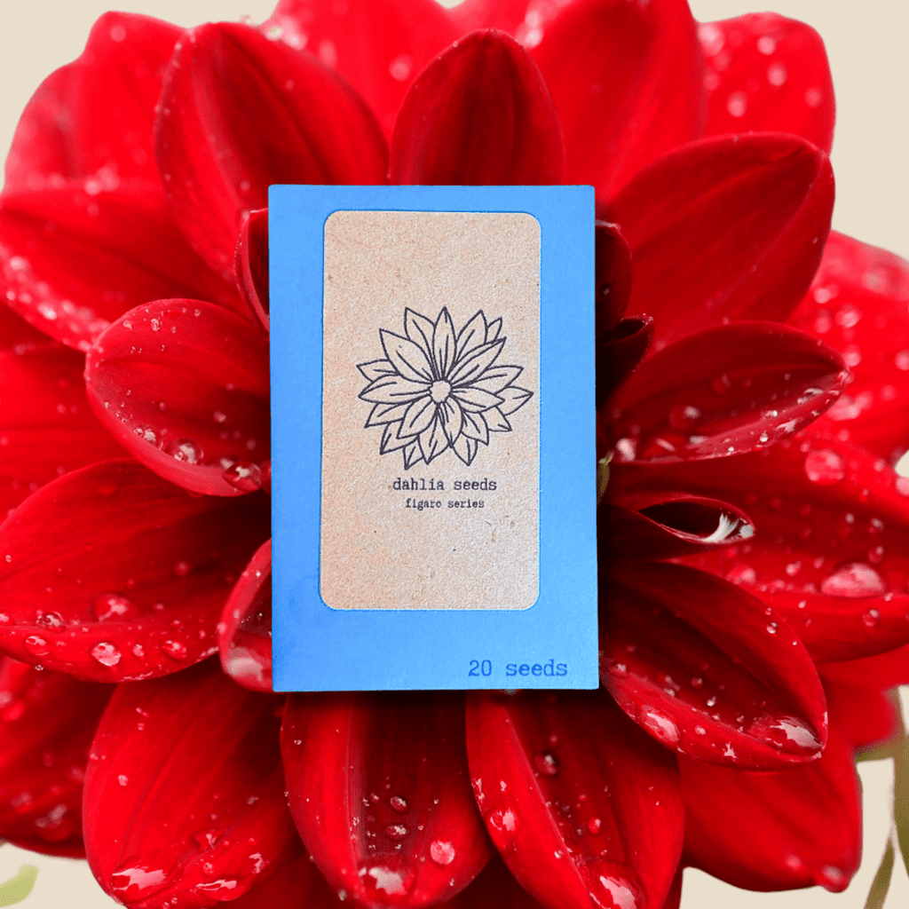 Dahlia Seeds Plantflix