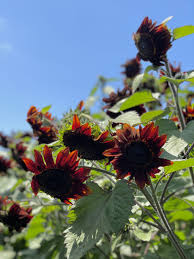 Chocolate Cherry Sunflower Seeds – Rich Burgundy Garden Blooms organicindiaseeds
