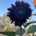 Fresh Deep Black Sunflower Seeds for Planting - Garden Growth for 50 Pcs organicindiaseeds