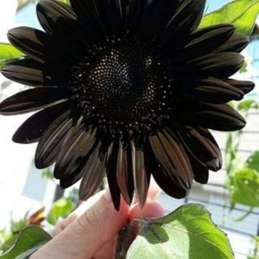 Fresh Deep Black Sunflower Seeds for Garden Planting organicindiaseeds